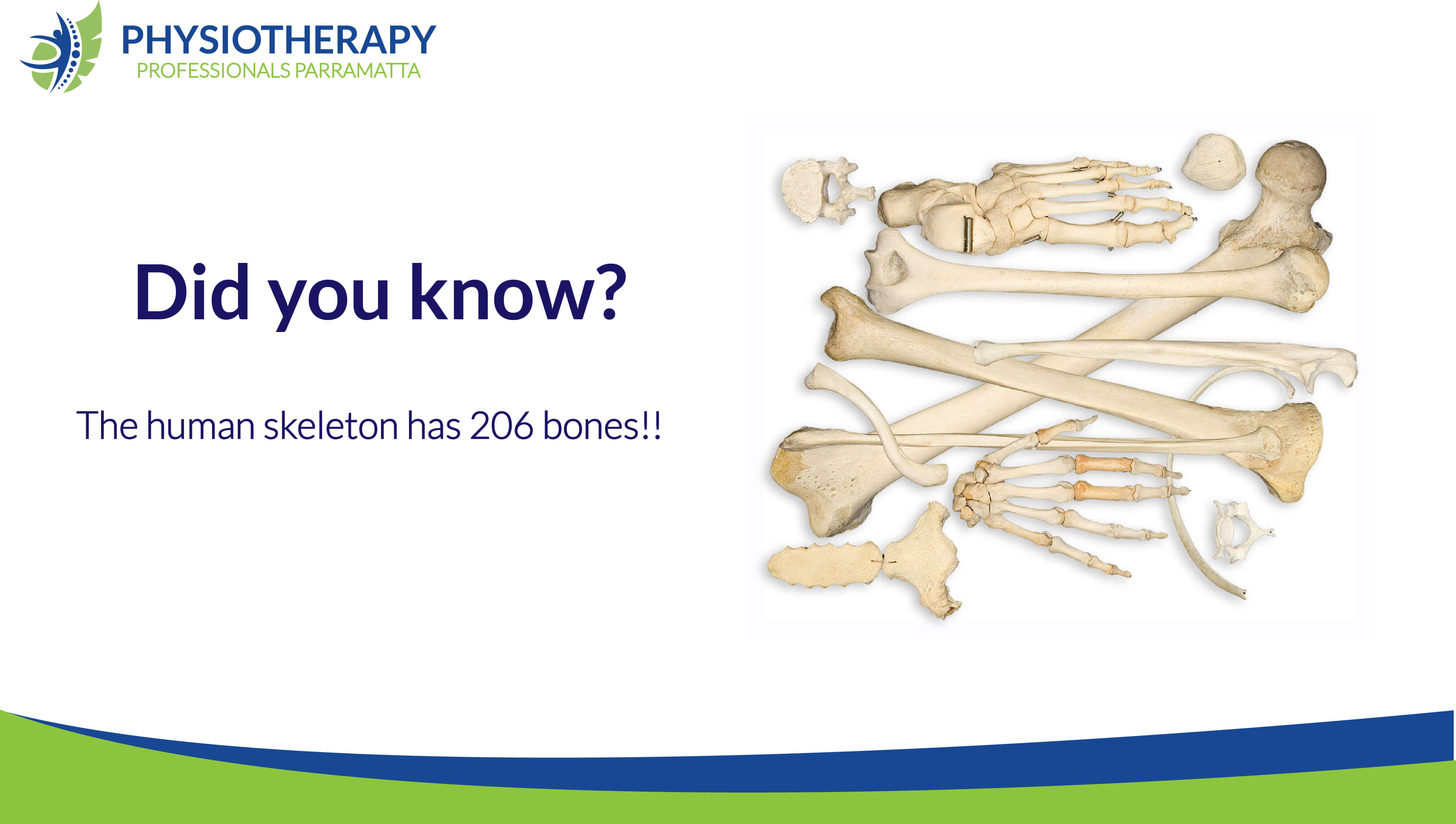 Bones Physiotherapy Facts Physiotherapy Parramatta